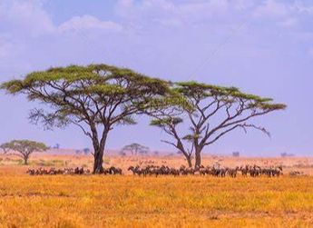 一文了解非洲Web3的发展现状