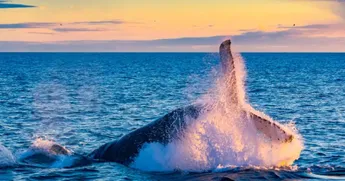XRP Whales Massively Accumulating, Supply Held Reaches Two-Month High