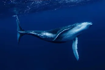 Top Crypto Analytics Firm Issues Ethereum (ETH) Whale Alert