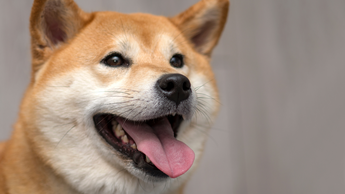 SHIB adds $1.4b to its market cap but can it reclaim its near-term supply zone