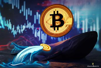 Shrimps and Whales: Both Buy in on Bitcoin Despite Bear Market