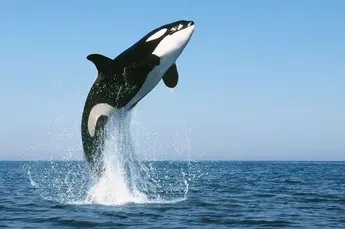 Biggest Whale in Bitcoin Suddenly Dumps Over $1,400,000,000 in Crypto As BTC Cracks $23,000