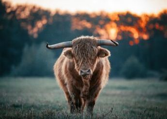 Bitcoin Bullish Signal: Exchange Outflows Spike Up