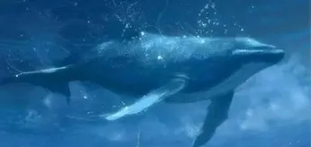 Bitcoin Whale Abruptly Moves Over $245,000,000 in BTC – Here’s Where the Crypto Is Going