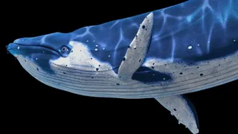 Bitcoin Whale Moves 500 BTC Dormant Since 5+ Years Ago