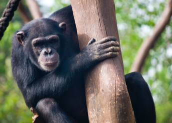 Apecoin Price Likely To Climb 20% If APE Can Sustain Its Energy