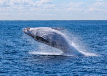 Bitcoin On-Chain Data: Selling From Whales Holding 1k+ BTC Behind Crash