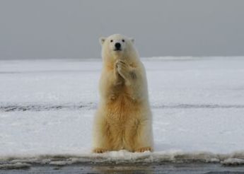 Bitcoin Bloodbath: Holders Realized $213 Billion In Total Losses Over Past Year