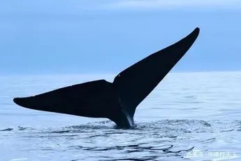Buy The Dip? Stablecoin Whale Addresses In Strong Accumulation