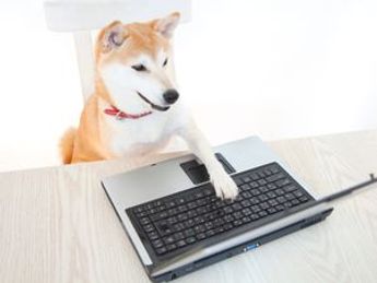 Shiba Inu-Themed BONK Tokens Are Yielding Nearly 1,000% for Solana Liquidity Providers