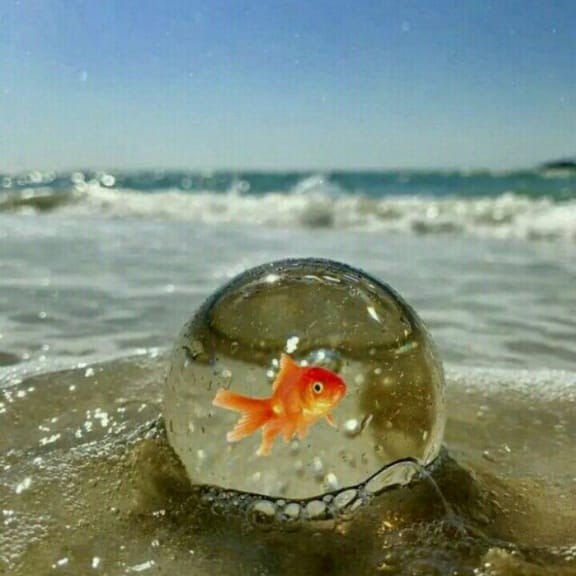 Picture of the author