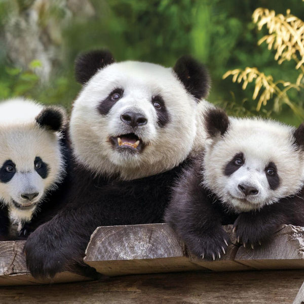 比特币 = 熊猫？比特币生态投资方法论