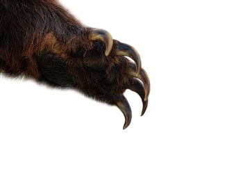 Bitcoin On-Chain Metric Forms Bearish Divergence, Top Here?