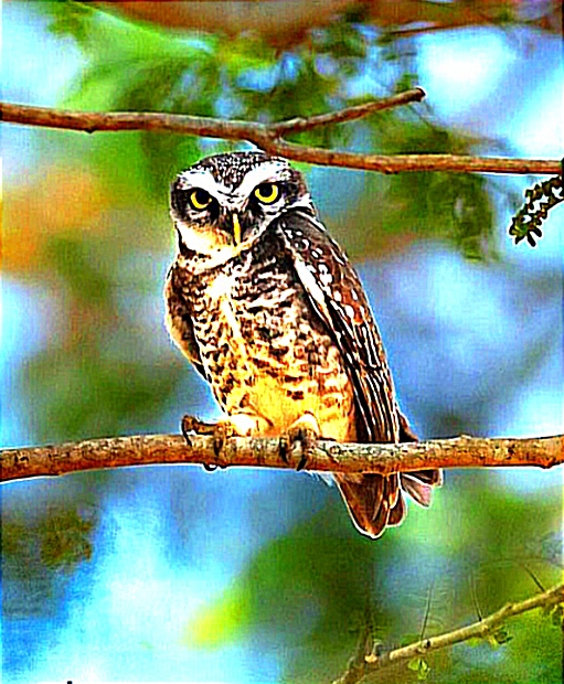 Picture of the author