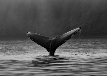 Bitcoin Whales Quietly Buy While Market Panics About Plunge