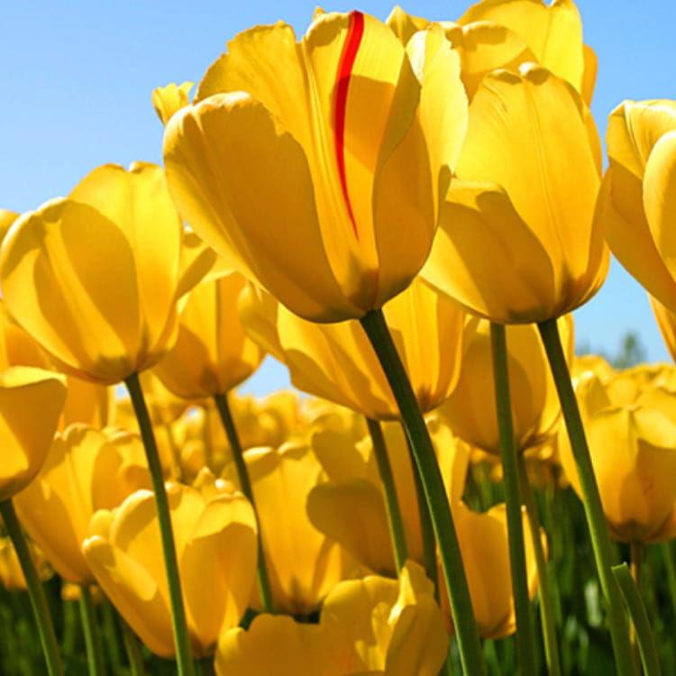 Picture of the author