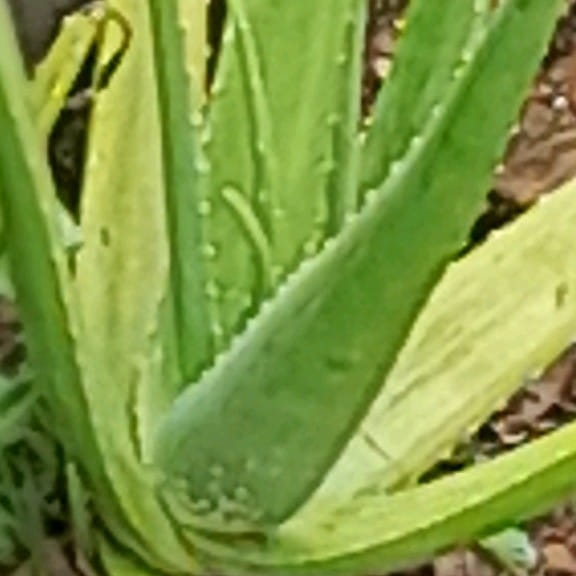 Picture of the author