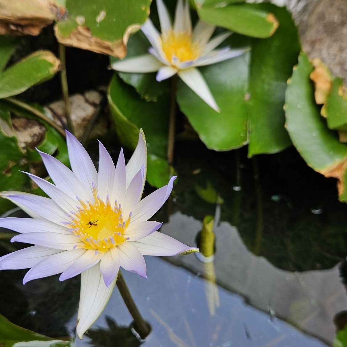 Picture of the author