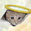 ceicat