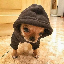 dogin