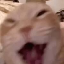 bullyingcat