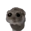 hammy