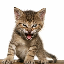 roaringcat