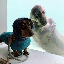 dogwifseal
