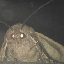 moth