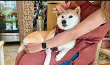川普喊单不如狗？ Doge主人新养柴犬「Neiro」 同名迷因币暴涨1250倍
