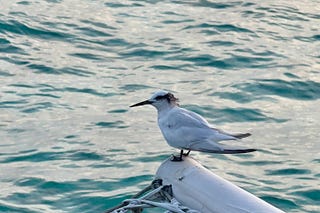 24年1月行情回顾