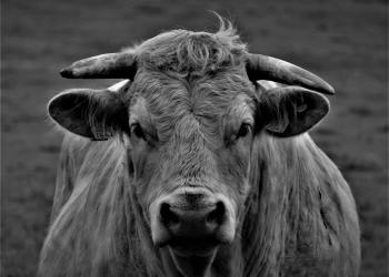 Unfazed By Falling Economy: Bitcoin Major Bull Run Looms — Analyst