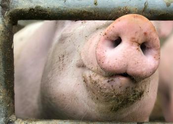 CFTC New Joint Crackdown Targets Crypto ‘Pig Butchering’ Scams
