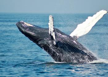 Number Of Ethereum Whales Holding 10,000 ETH Down By 7% — Implication For Price?
