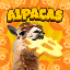 alpacas