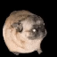 pugdog