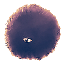 nose