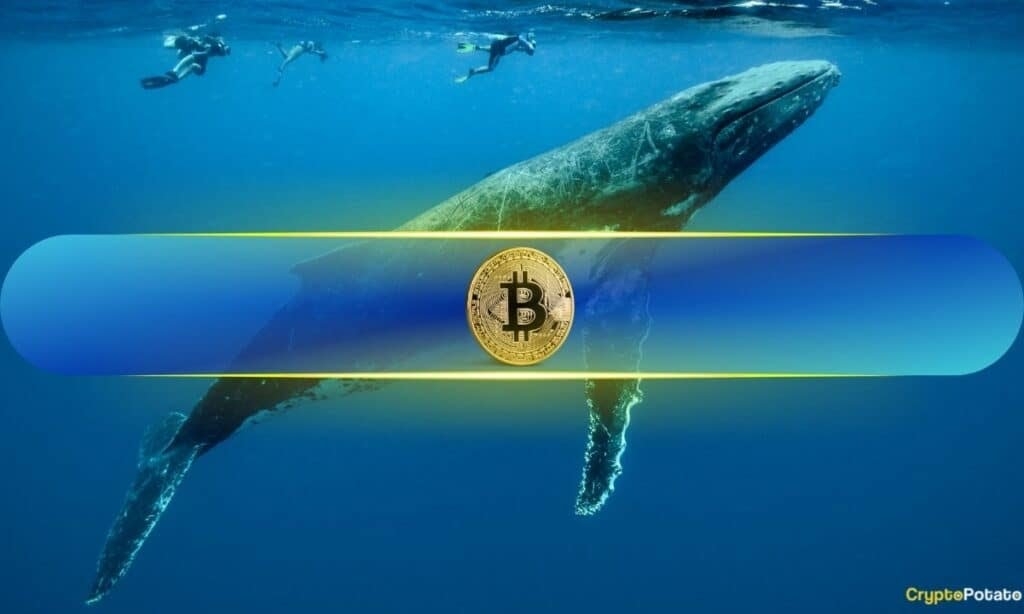 Bitcoin_Whale_New-1024x614.jpg