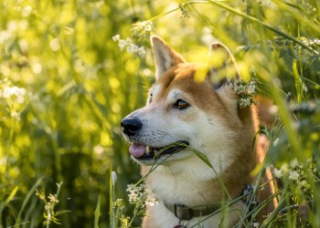 Here’s Why Dogecoin And XRP Prices Are Jumping Again
