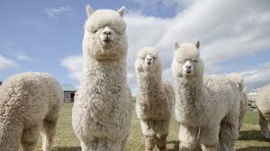回望 ALPACA:当利空成为短暂的财富密码