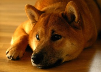 Bitcoin Analyst Says Shiba Inu Price Is Not Hitting $1 – Here’s Why