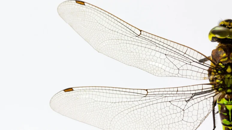 Prosecutors Admit Error After Attempt to Intimidate Dragonfly Over Tornado Cash Investment