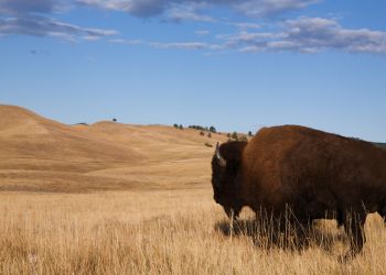 The Roughrider Coin: North Dakota Pioneers State-Backed Crypto For 2026