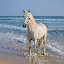 horse
