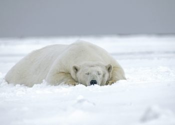 Les matières premières en hausse, les actions stables, les cryptomonnaies à la traîne dans le choc des marchés de 2025