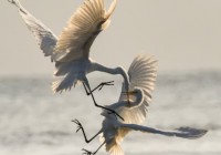 Kebuntuan Tata Kelola Memicu "Pembelotan": Tim Inti Zcash Beramai-ramai Keluar untuk Berwirausaha