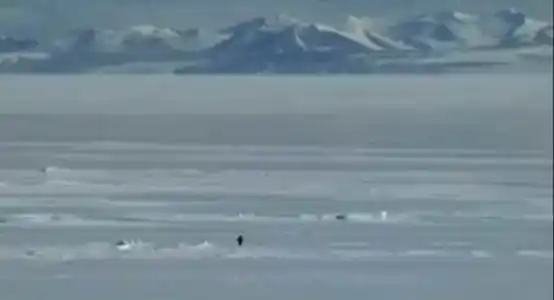 Nietzsche Penguin Soars 6000x in a Week, Solana Meme Coin Reforging Glory?