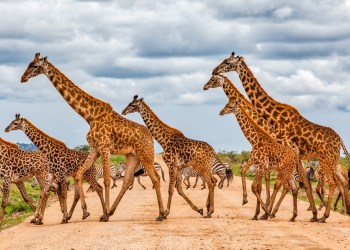 Penelitian Menunjukkan Stablecoin Menyebar Konversi Terbesar di Afrika