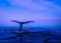 After the Tide Recedes, How Many Truly Resilient Crypto Projects Remain?