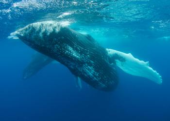 TRUMP Memecoin Whale Count Hits 5-Month High As Mar-A-Lago Gala Nears